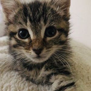 Meet your Posher, Callie